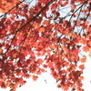 20141116)いっぷく亭と岩井滝周辺(撮って出し)_91