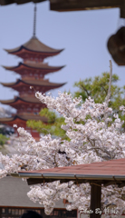 20180331)宮島In厳島神社にて-19