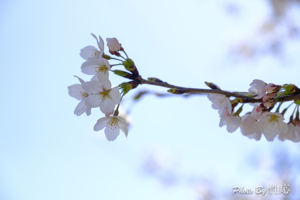 20180330)会社の近くの神社の桜-7