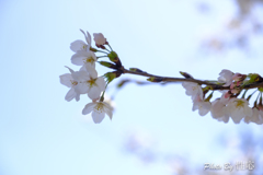 20180330)会社の近くの神社の桜-7