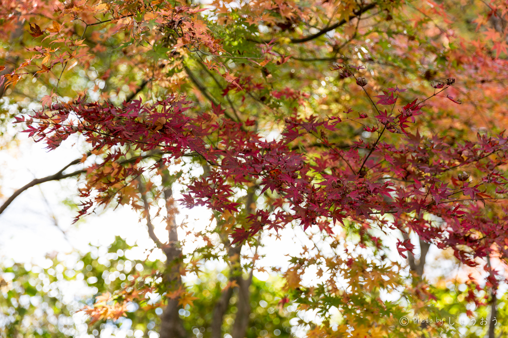 20151115)花の山寺「普門寺」散策(四季桜と紅葉)_1