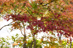 20151115)花の山寺「普門寺」散策(四季桜と紅葉)_1
