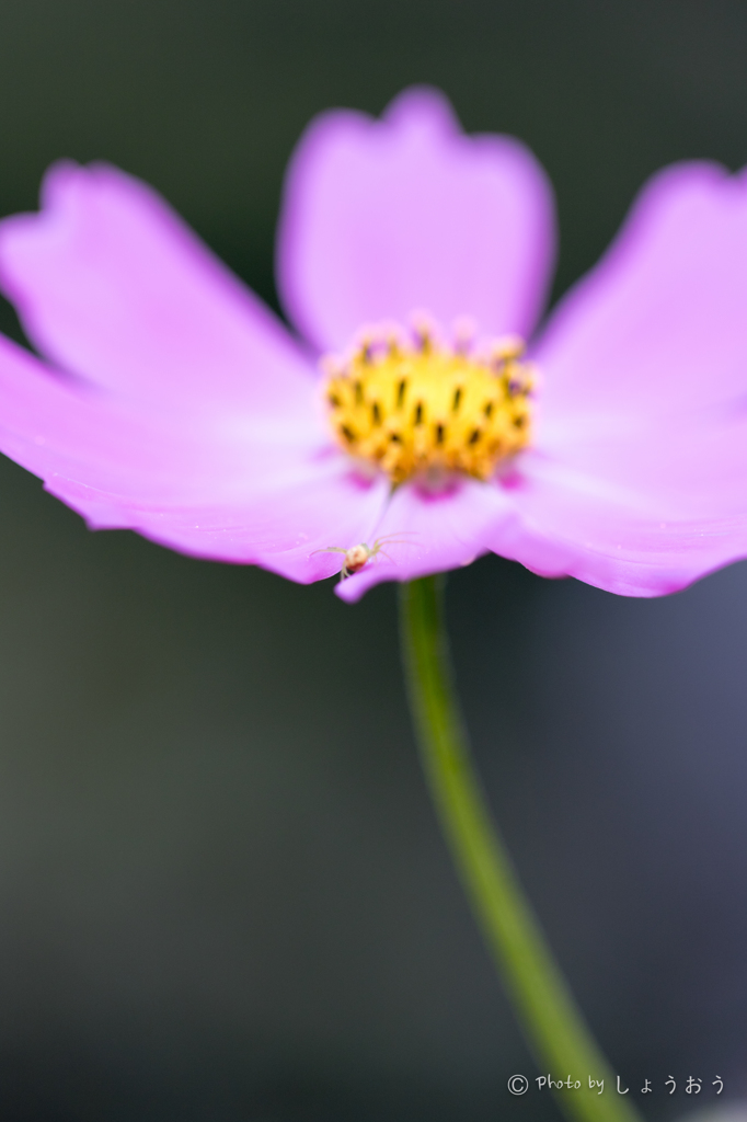 20150922)彼岸花(曼珠沙華)と秋桜_9