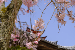 20180331)宮島In厳島神社にて-4