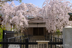 20180331)宮島In厳島神社にて-6