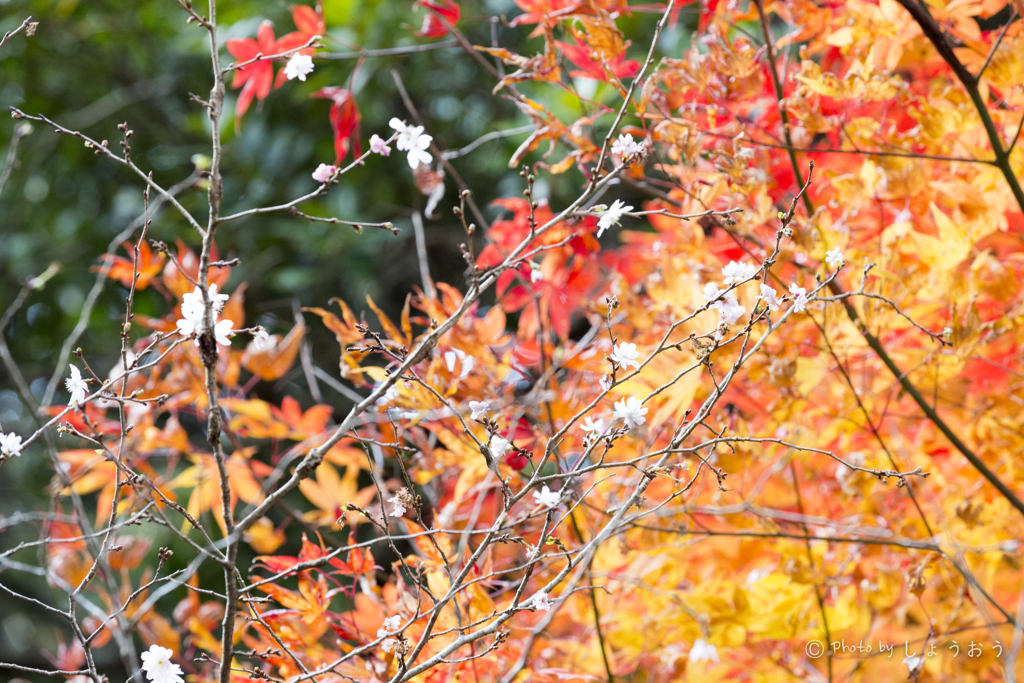 20161113)普門寺四季桜_23