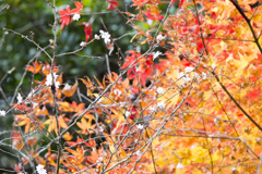 20161113)普門寺四季桜_23