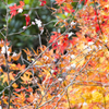 20161113)普門寺四季桜_23
