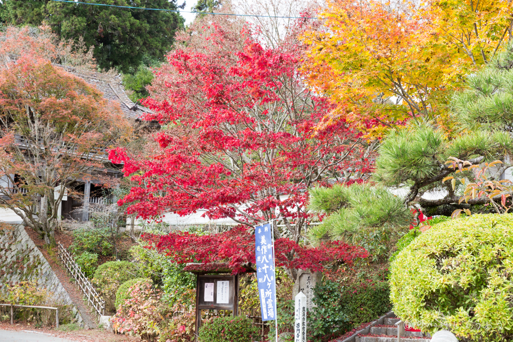 20151115)花の山寺「普門寺」散策(四季桜と紅葉)_3