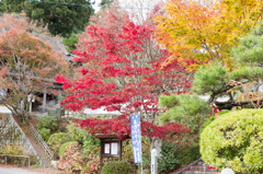 20151115)花の山寺「普門寺」散策(四季桜と紅葉)_3