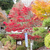20151115)花の山寺「普門寺」散策(四季桜と紅葉)_3