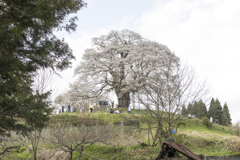20170415)満開の醍醐桜