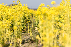 20150314)笠岡道の駅ベイファーム菜の花6