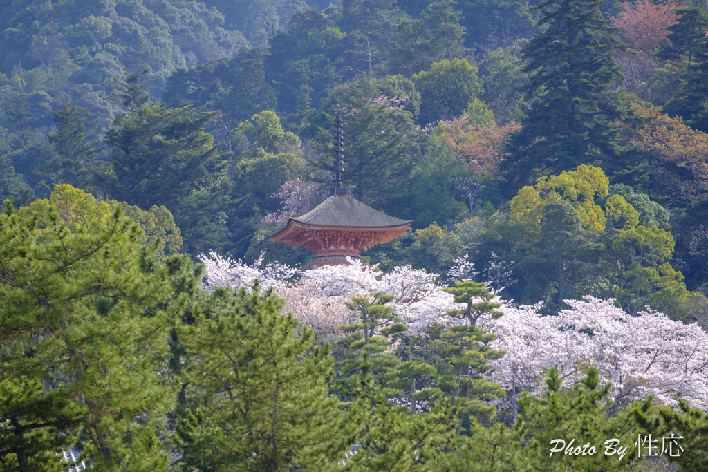 20180331)宮島In厳島神社にて-25