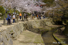 20180331)宮島In厳島神社にて-8