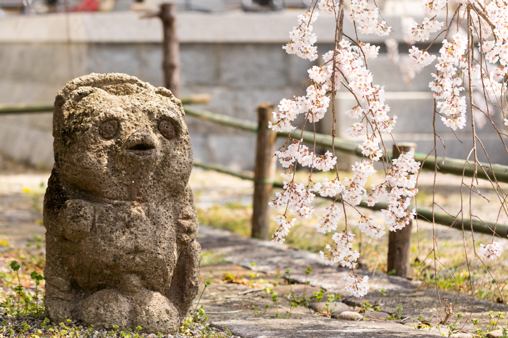 20150331)津山千光寺(枝垂れ桜)_4