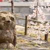 20150331)津山千光寺(枝垂れ桜)_4