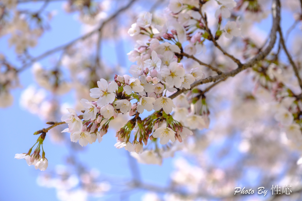 20180330)会社の近くの神社の桜-4