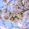 20180330)会社の近くの神社の桜-4