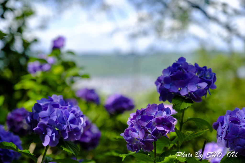 20190616)吉野山公園紫陽花-8