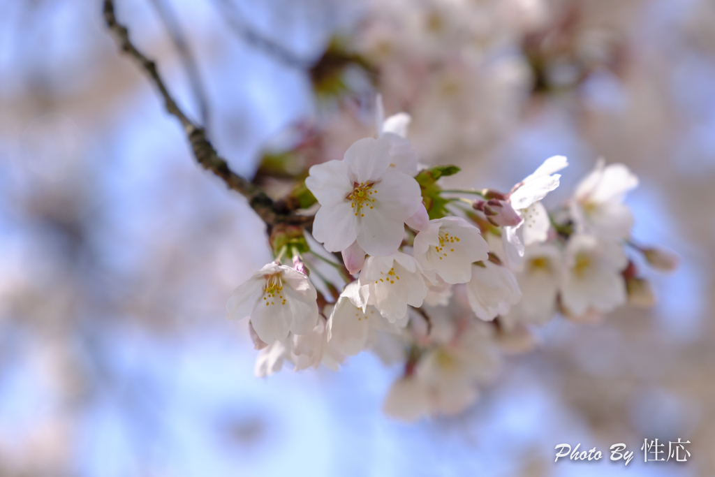 20180330)会社の近くの神社の桜-5