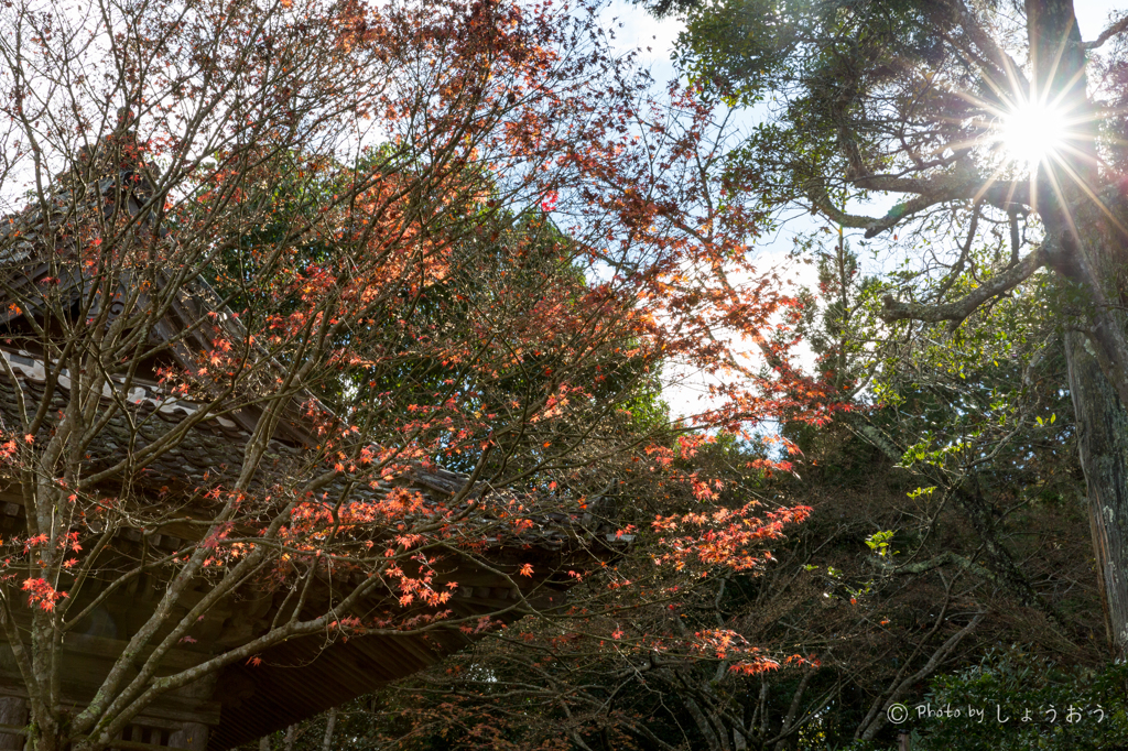 20151115)花の山寺「普門寺」散策(四季桜と紅葉)_5