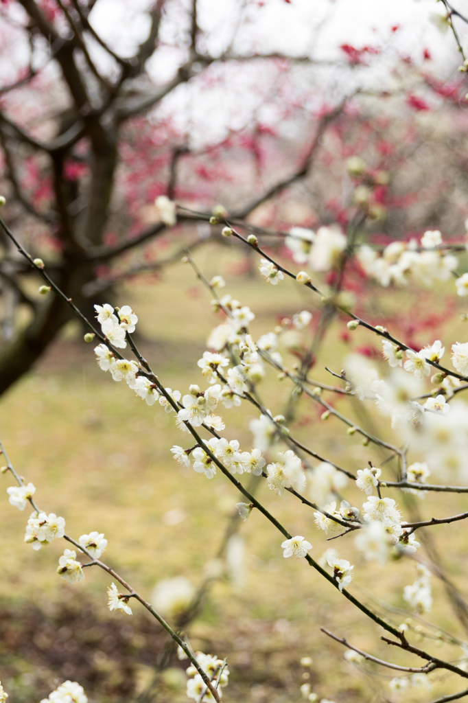 後楽園にて(ちょっと早まったか。。。)2