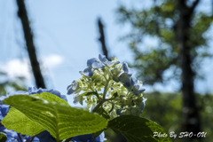 20190616)吉野山公園紫陽花-6