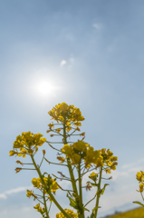 20150314)笠岡道の駅ベイファーム菜の花3