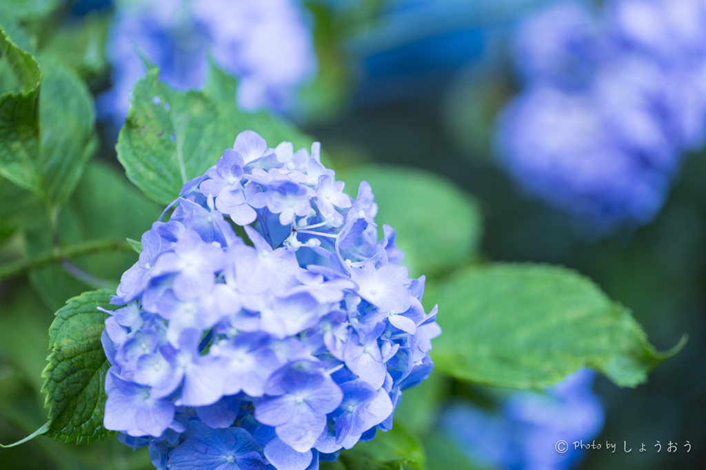 20160619)今年初の紫陽花_26