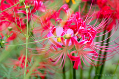 20150922)彼岸花(曼珠沙華)と秋桜_3