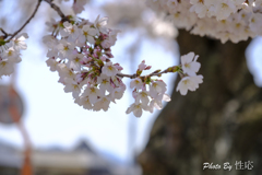 20180330)会社の近くの神社の桜-6