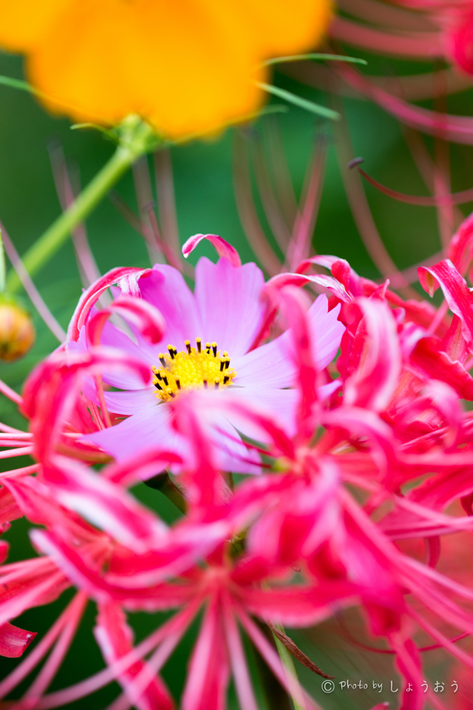 20150922)彼岸花(曼珠沙華)と秋桜_7