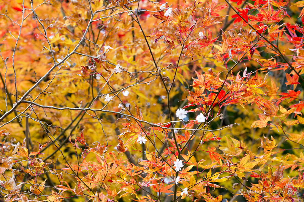 20161113)普門寺四季桜_22