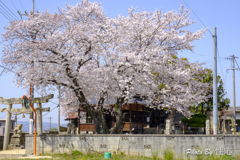 20180330)会社の近くの神社の桜-2