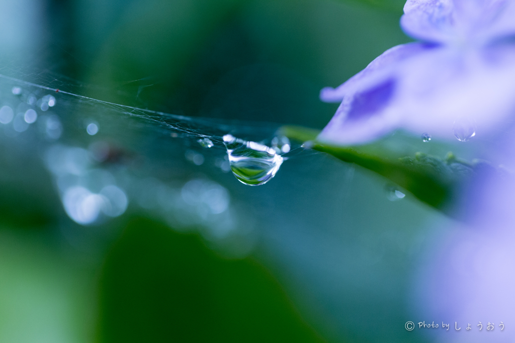 20160619)今年初の紫陽花_10