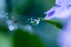 20160619)今年初の紫陽花_10