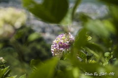 20190616)吉野山公園紫陽花-10