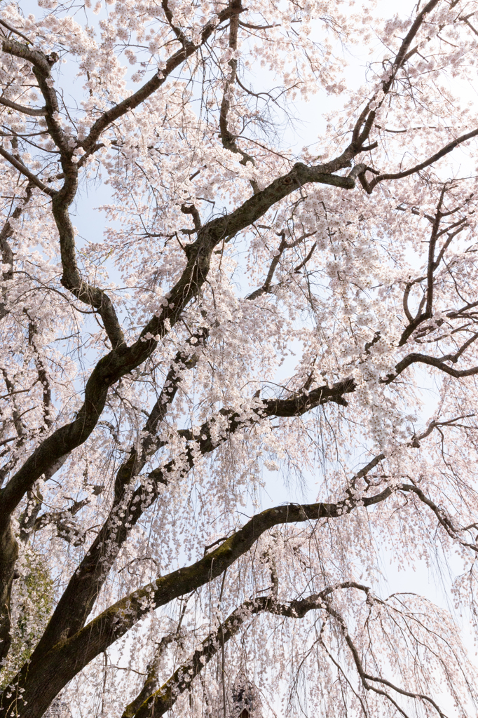 20150331)津山千光寺(枝垂れ桜)_1