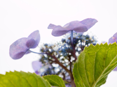 20140621)近所の紫陽花_22