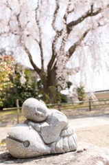 20150331)津山千光寺(枝垂れ桜)_5