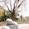 20150331)津山千光寺(枝垂れ桜)_5