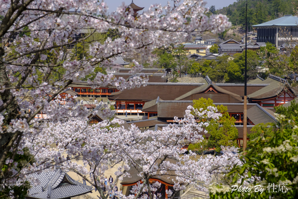 20180331)宮島In厳島神社にて-14