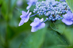 20160619)今年初の紫陽花_2