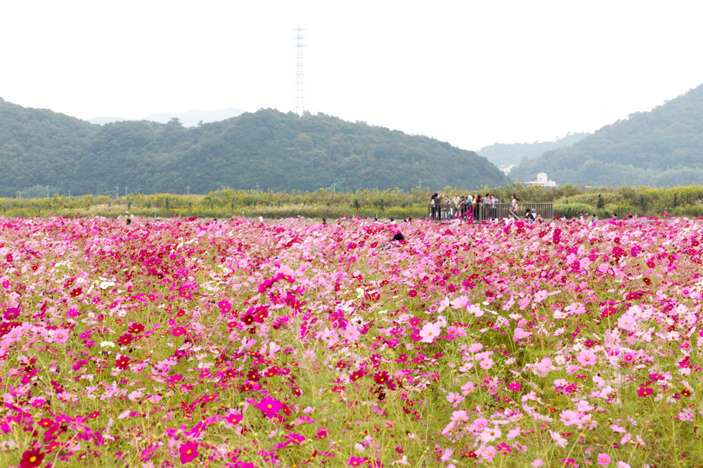 20151010)笠岡ベイファームの秋桜