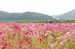 20151010)笠岡ベイファームの秋桜