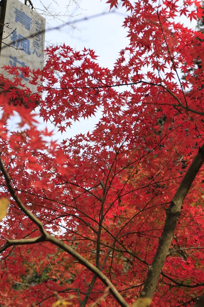 20141116)いっぷく亭と岩井滝周辺(撮って出し)_20