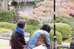20161113)普門寺四季桜_25