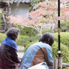 20161113)普門寺四季桜_25