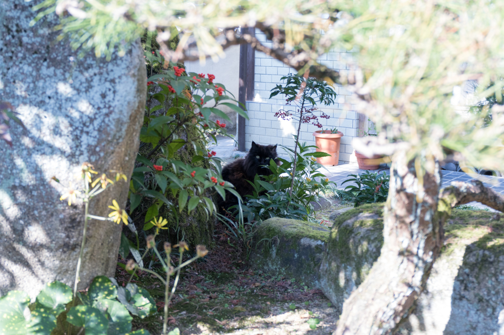 20141122)うちの猫(人見知り)